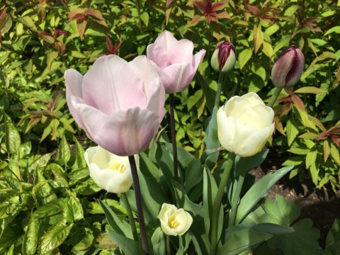 In vielen verschiedenen Farben blühen die Tulpen. Foto: Susanne Otto